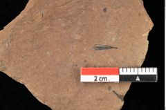 Foto (Detailansicht) von Asterocalyx styriacus Ettingshausen (NHMW-GEO-2024-0188-0429)
